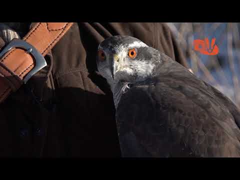 Haukka metsästää kun haukkaa huvittaa!