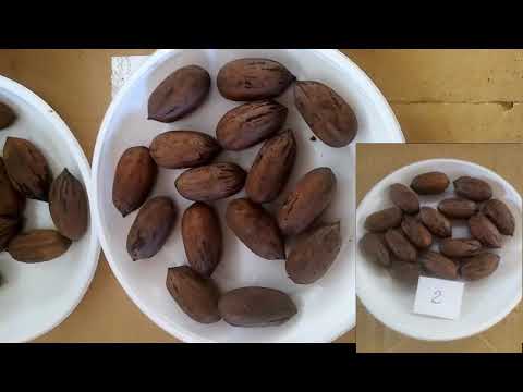 Орехи пекан в 2021 году: внешний вид семян и их особенности.