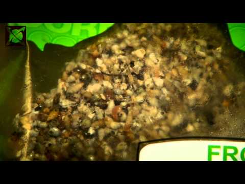 download lagu mp3 mp4 Frozen Water Snails, download lagu Frozen Water Snails gratis, unduh video klip Frozen Water Snails