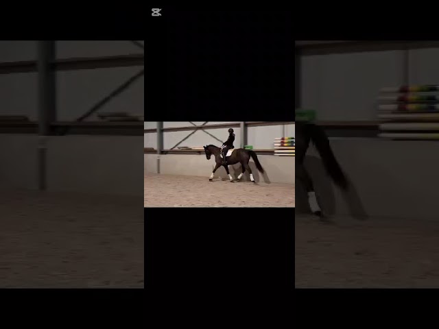 Jument tr&egrave;s bonne t&ecirc;te, passeport FEI.