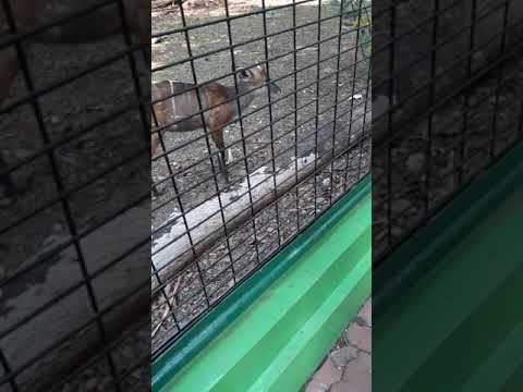 Berlibur ke Ragunan bersama Nadhirah dan Fatih