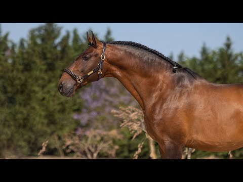 **SOLD** Charming 5YO Lusitano Stallion - compact and typical looks (REF#853)