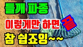 들깨 이렇게만 파종하면 골고루 튼실한 모종이 됩니다 #들깨파종시기 #들깨모종 #들깨키우기