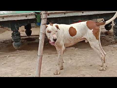 dangerous dog breeder Punjab ke janwar