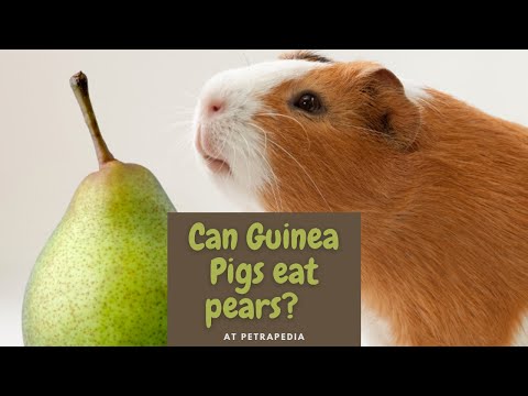 YouTube video about: Are pears good for guinea pigs?