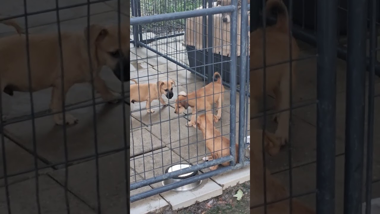 Enlarge Wally, a Adoptable mixed breed in Maple Shade, NJ video 3/3