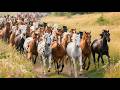 Huge Horses Run Across A Field Of Spring Flowers Horse Neighing Sounds Horse Videos