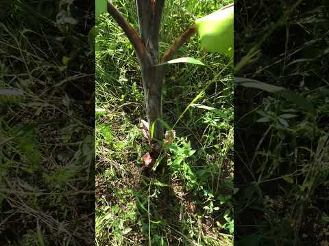 plante-exotique-bananier-fleur-fruits-bananes