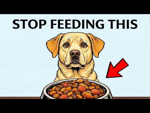 What to Feed Your Dog at Every Life Stage