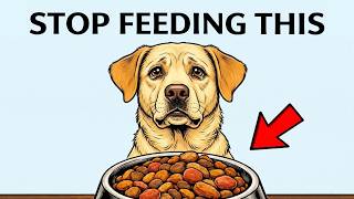What to Feed Your Dog at Every Life Stage