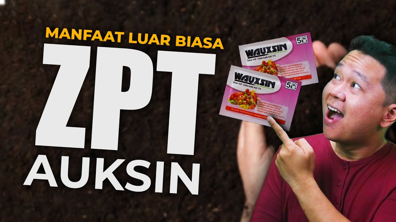 KEISTIMEWAAN HORMON AUKSIN WAUXSIN - ZAT PENGATUR TUMBUH (ZPT) PERANGSANG PERTUMBUHAN SEL TANAMAN