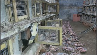 feed cobras, share experiences of raising cobras - Vietnam