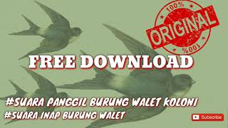 Download lagu Suara Panggil Burung Walet Koloni (SUARA PANGGIL WALET) mp3