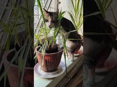 #848#catschewlemongrass#catshealthbenifits#healthycats#catsfooddigestionplant#ytpets#videoviral2025