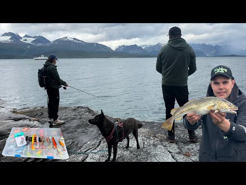 Nyt löytyi ottivieheet - Turskan ja Seitin Rantakalastus Norjassa - Kalastus Vuonossa ja Jäämerellä