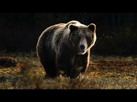 Fakta om brunbjörnen