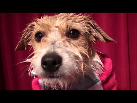 Corporate Gifts and Business Gifts  + Cute Dog, Jack Russell Terrier