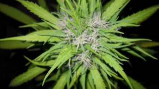 ozric tentacles .. plant music