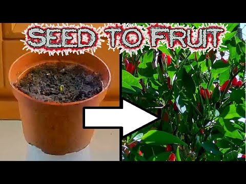 Time Lapse Of Pequin Pepper Plant Growing