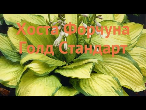 Хоста форчуна Голд Стандарт (gold-standart) 🌿 обзор: как сажать, луковицы хосты Голд Стандарт