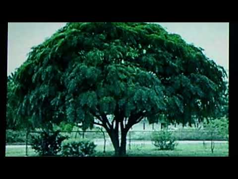 Lew Douglas Orchestra, v./Tony Fontaine:  "Beneath the Chinaberry Tree"  (1950)