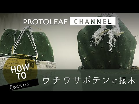 園芸 幾何学的なテフロカクタス、幾何学的なウチワサボテン