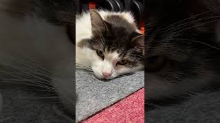 まんぷくになった猫【ノル猫ミロシー】 #shorts
