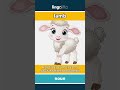 lamb - a baby sheep video thumbnail
