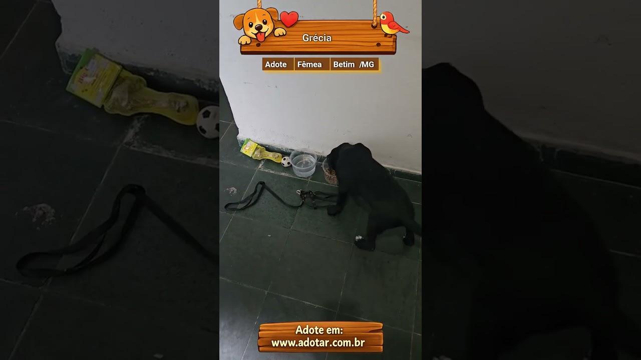 Cachorro raça SRD-ViraLata idade 2 a 6 meses nome Grécia