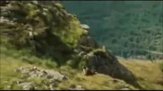 alphaville lassie come home tradução