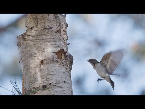 BuitenGewoon 23 mei 2020 - Stikstof sloopt de Veluwse bossen