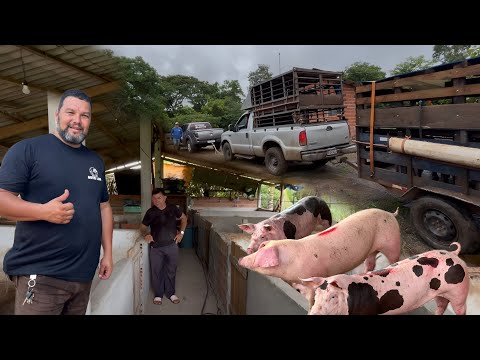 FiNALIZANDO AS ENTREGAS DOS SUÍNOS  NO MARANHAO 🐷🙌🏼