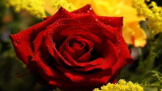 My Tears Are Falling On Your Roses (Auf Rote Rosen Fallen Tränen) - Dave Williams