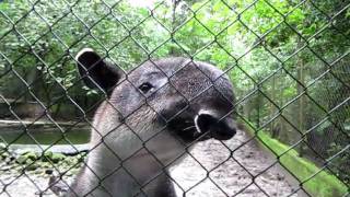 preview picture of video 'Central American Tapir'