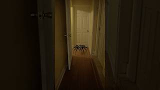 I hate spiders… better be a ghost