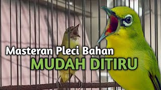 Download lagu Masteran pleci mudah di TIRU Terapi Malam Pleci supaya CEPAT GACOR mp3 Download lagu Masteran pleci mudah di TIRU Terapi Malam Pleci supaya CEPAT GACOR mp3