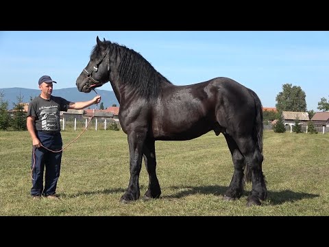 Targul expozitional de cai de la Ciumani, Harghita 20 sept 2020 Nou!!!