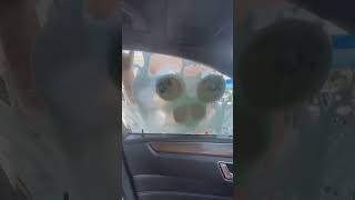 窓から見える最高の景色#short #shorts