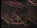 Tigers In Cages Ringling Brothers Barnum Bailey Circus New York 1982