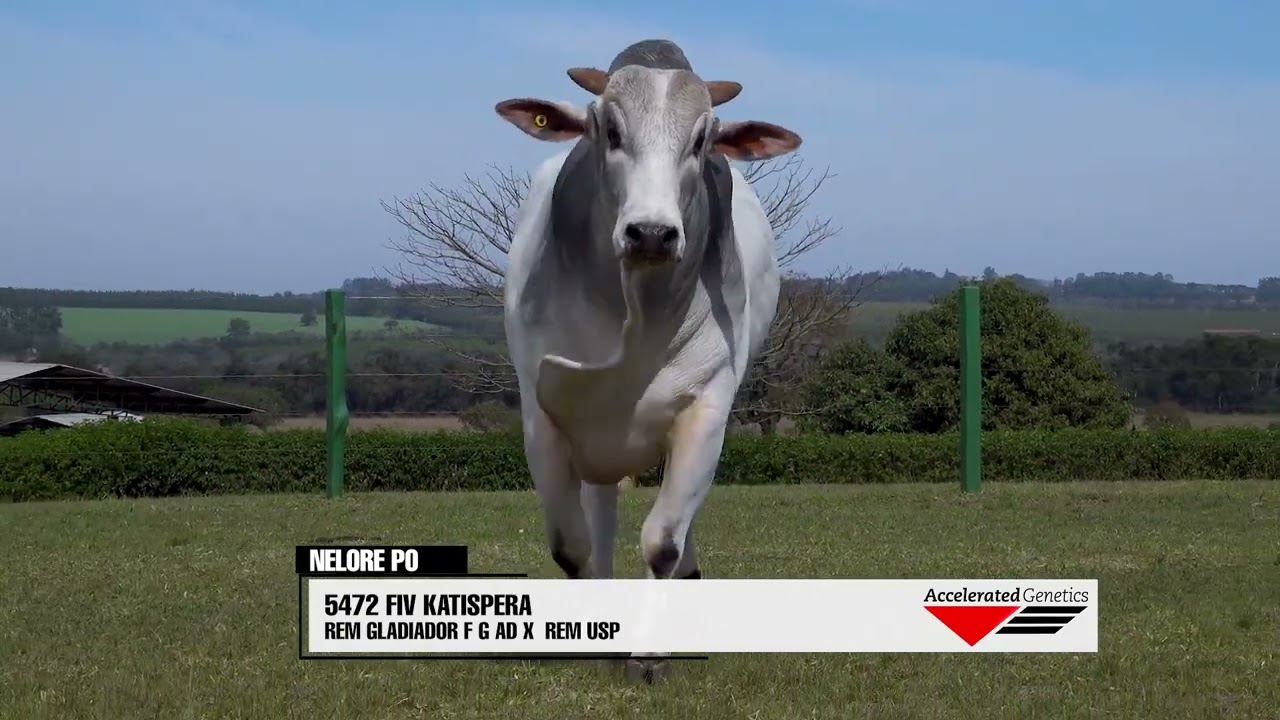 Vídeo 5472 FIV DA KATISPERA