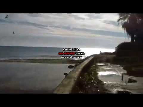 gabbiani su letimbro, Savona ,Italia