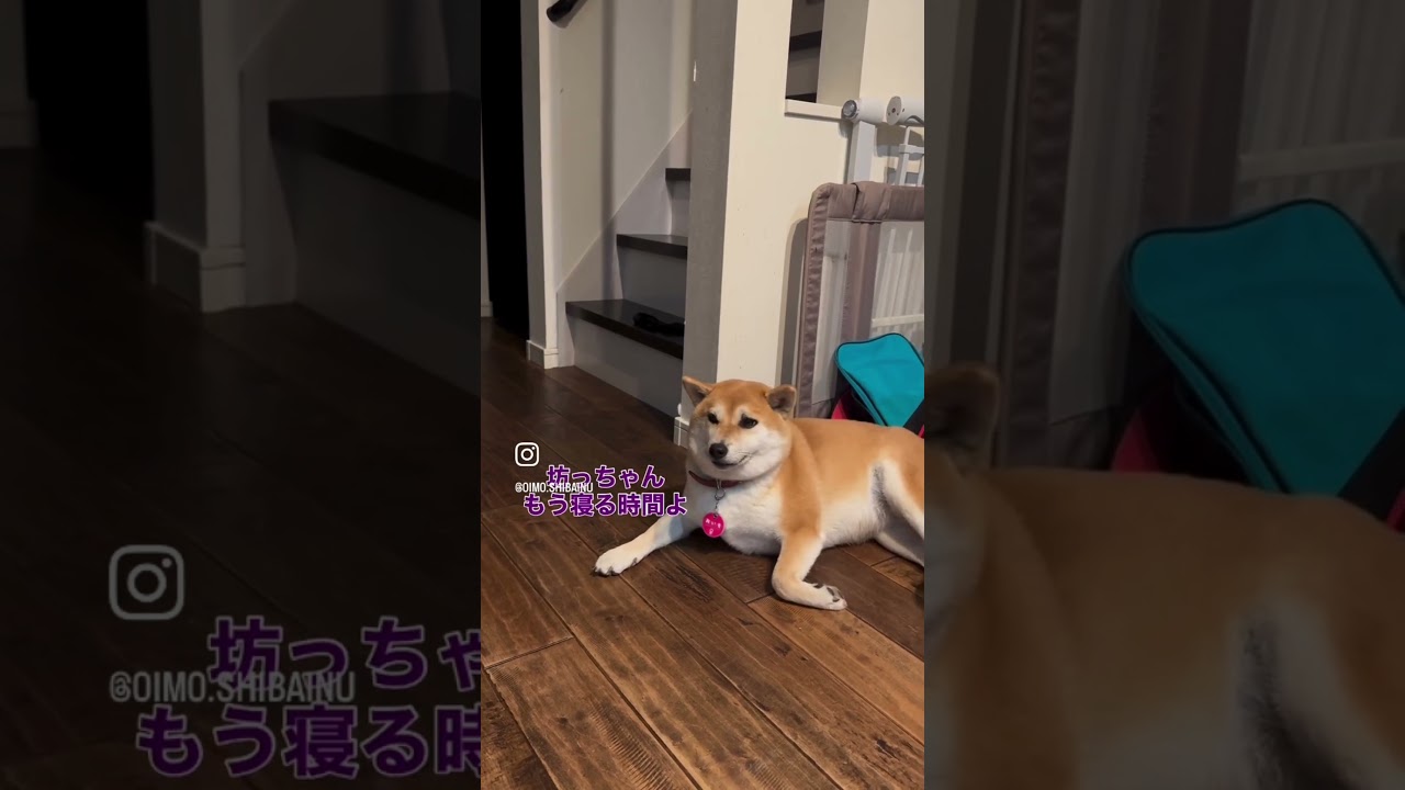 【就寝ルーティン】柴犬おいもと坊っちゃんの寝る前のひととき😴💤#shorts