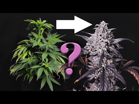 When and how to flip your plants from Vegetative to Flowering (Bloom) Phase - for indoor grow tents