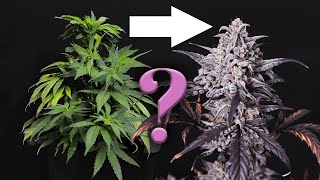 When and how to flip your plants from Vegetative to Flowering (Bloom) Phase - for indoor grow tents