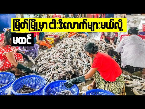 Mercado de Peixe Myeik #myeik #wdh #Myanmar