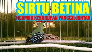 Download lagu Cipoh Sirtu Betina Gacor Dor Ngamuk Kesurupan Panggil Jantan mp3