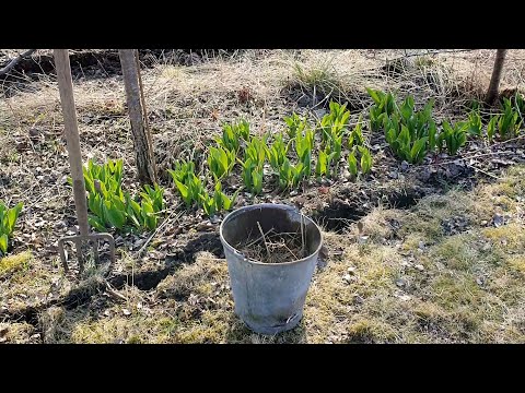 Flytta tulpaner på våren