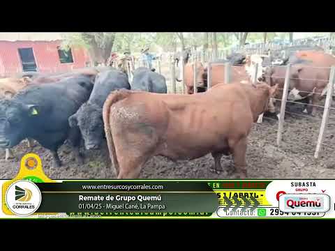 01-04-25 - Remate de Grupo Quemú - Miguel Cané, La Pampa