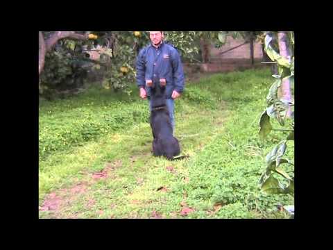 Jack di casa nosella - Riporto