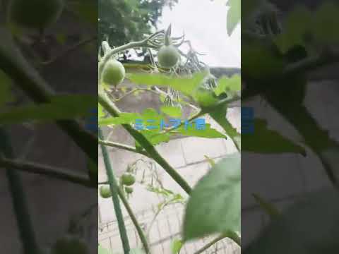 トマトを雨から守るには？ 3 つの効果的で創造的なテクニック  庭園